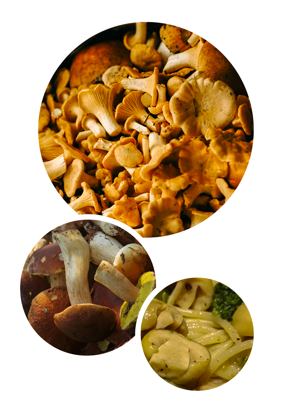 Pilze sammeln und direkt im Wald zubereiten